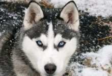 Bild von Hunde Bilder Welpen Für Whatsapp bilder fürs handy