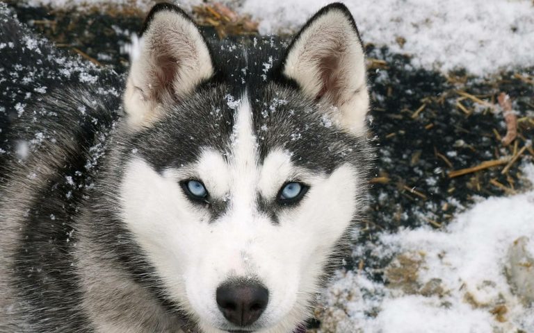 Hunde Bilder Welpen Für Whatsapp