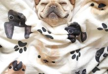 Bild von Hunde Bilder Welpen Kostenlos bilder fürs handy