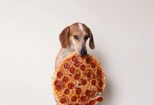 Bild von Hunde Bilder Witzig bilder fürs handy