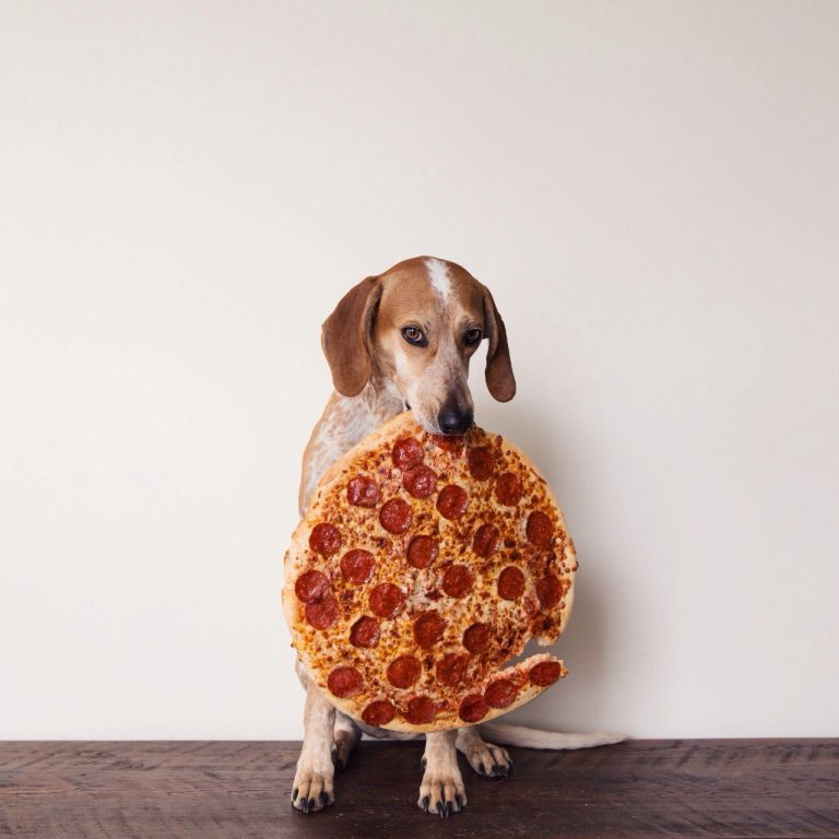 Hunde Bilder Witzig