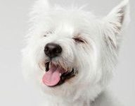 Bild von Hunde Bilder Witzig Für Whatsapp bilder fürs handy