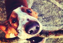 Bild von Hunde Bilder Witzig Kostenlos bilder fürs handy