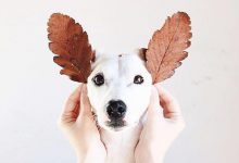 Bild von Hunde Bilder Witzig Kostenlos Herunterladen bilder fürs handy