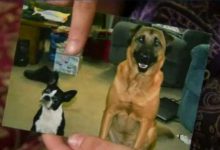 Bild von Hunde Bilder Zum Ausdrucken bilder fürs handy