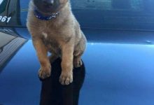 Bild von Hunde Bilder Zum Ausdrucken Für Facebook bilder fürs handy