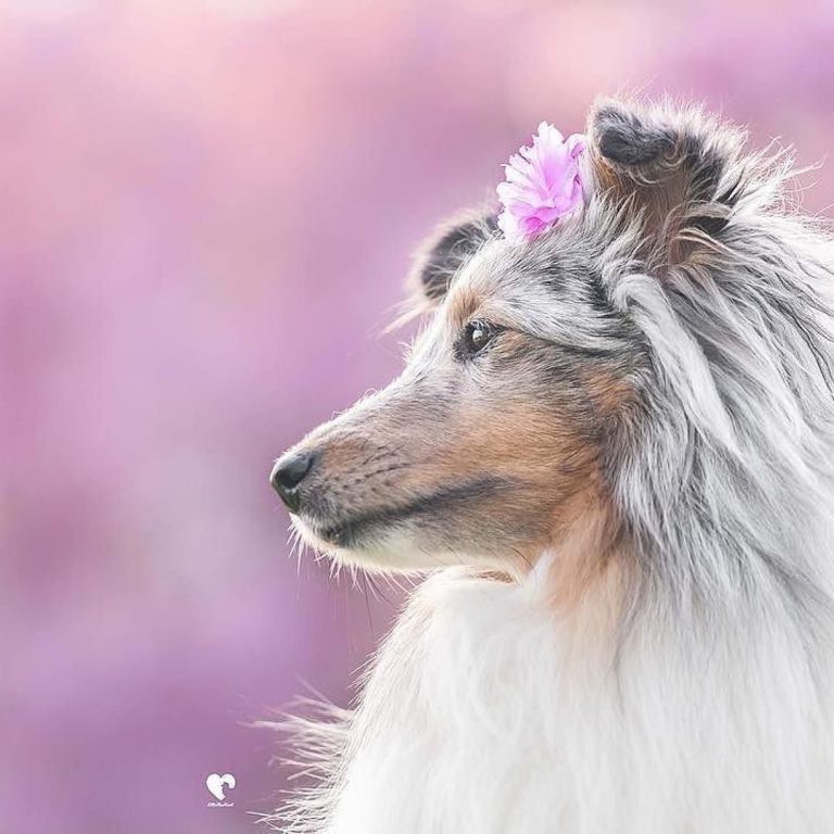 Hunde Bilder Zum Ausdrucken Für Whatsapp