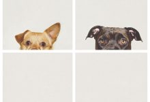 Bild von Hunde Bilder Zum Ausdrucken Kostenlos bilder fürs handy