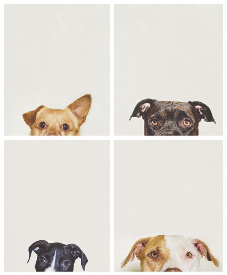 Hunde Bilder Zum Ausdrucken Kostenlos