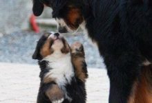 Bild von Hunde Bilder Zum Ausdrucken Kostenlos Herunterladen bilder fürs handy