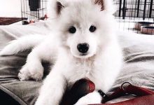 Bild von Hunde Bilder Zum Ausdrucken Kostenlos Kostenlos bilder fürs handy
