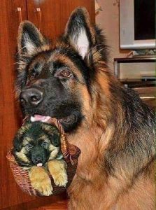 Hunde Bilder Zum Drucken Für Facebook 223x300 - Hunderassen Kampfhunde Bilder