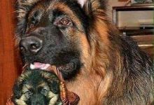 Bild von Hunde Bilder Zum Drucken Für Facebook bilder fürs handy