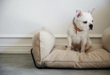 Bild von Hunde Bilder Zum Drucken Für Whatsapp bilder fürs handy