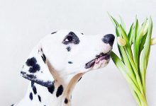 Bild von Hunde Bilder Zum Drucken Kostenlos bilder fürs handy