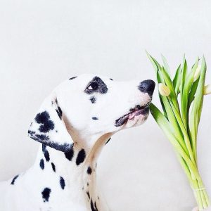 Hunde Bilder Zum Drucken Kostenlos 300x300 - Hunderassen Und Ihre Merkmale