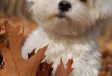 Bild von Hunde Bilder Zum Drucken Kostenlos Herunterladen bilder fürs handy