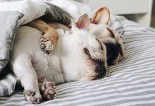 Bild von Hunde Der Welt bilder fürs handy