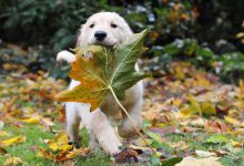 Bild von Hunde Forum bilder fürs handy