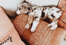 Bild von Hunde Fotos bilder fürs handy