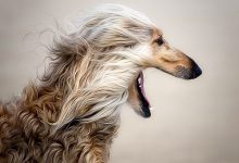 Bild von Hunde Fotos Welpen bilder fürs handy