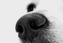 Bild von Hunde Große Rassen bilder fürs handy