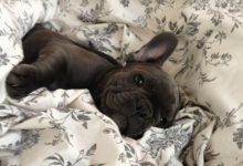 Bild von Hunde Hunderassen bilder fürs handy