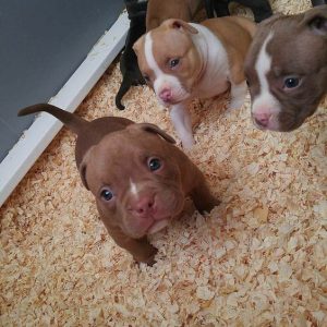 Hunde In Österreich 300x300 - Hundewelpen Rassen Bilder Für Whatsapp