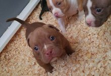 Bild von Hunde In Österreich bilder fürs handy
