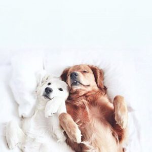 Hunde Informationen 300x300 - Lustige Bilder Mit Hunden Für Whatsapp