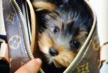 Bild von Hunde Kaufen bilder fürs handy