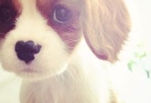 Bild von Hunde Liste bilder fürs handy