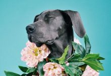 Bild von Hunde Liste Mit Bildern bilder fürs handy