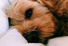 Bild von Hunde Liste Mit Bildern Für Facebook bilder fürs handy