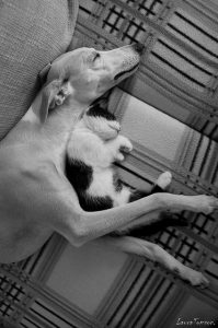 Hunde Liste Mit Bildern Kostenlos Herunterladen 199x300 - Schwarz Weiße Hunde