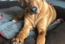 Bild von Hunde Lustige Bilder Für Facebook bilder fürs handy