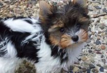Bild von Hunde Lustige Bilder Kostenlos bilder fürs handy