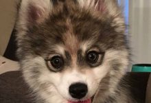 Bild von Hunde Mischlinge Bilder Für Facebook bilder fürs handy