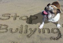 Bild von Hunde Mischlinge Bilder Für Whatsapp bilder fürs handy