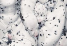 Bild von Hunde Mischlinge Bilder Kostenlos bilder fürs handy