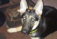 Bild von Hunde Mischlinge Bilder Kostenlos Herunterladen bilder fürs handy