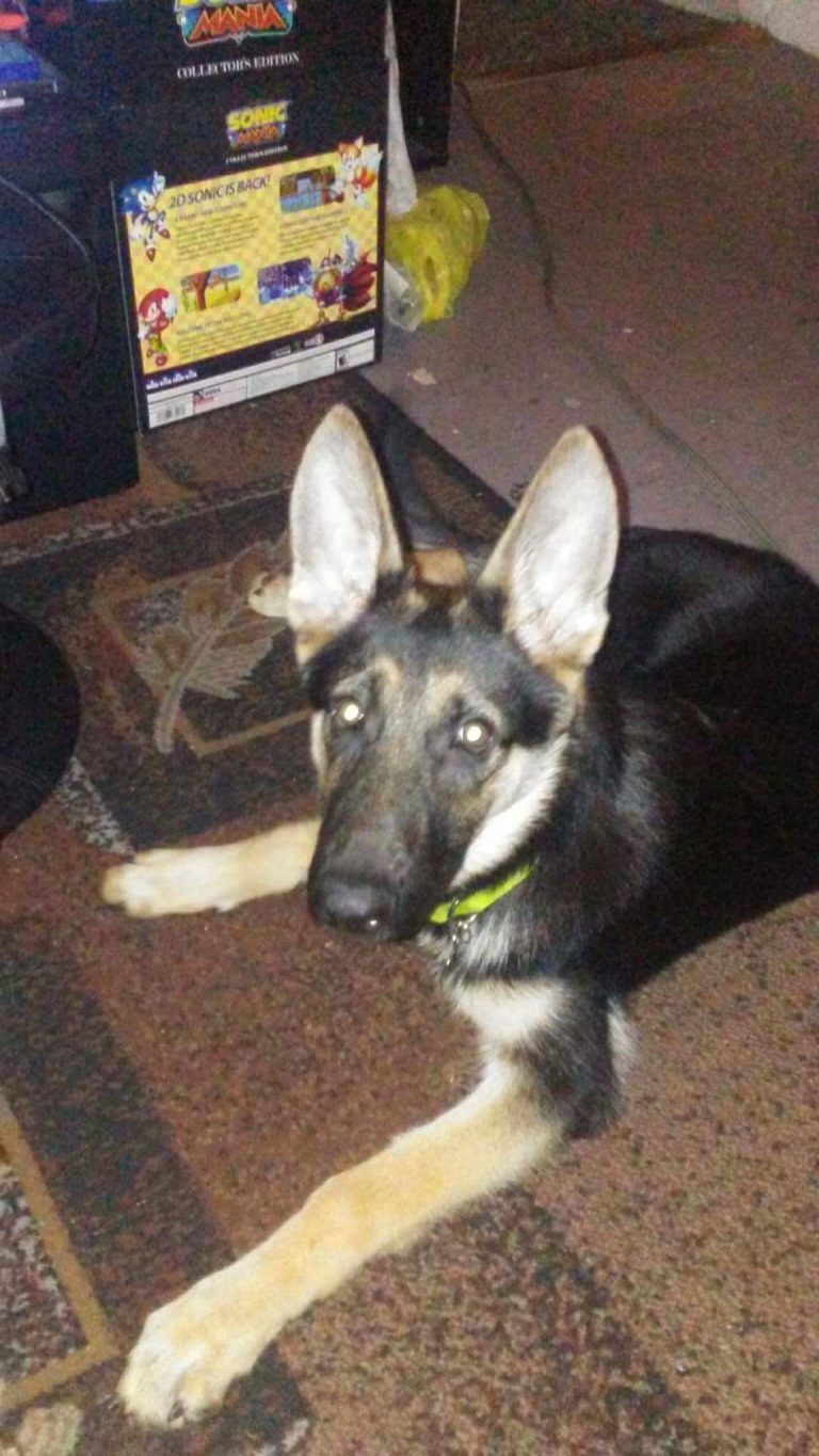 Hunde Mischlinge Bilder Kostenlos Herunterladen