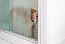Bild von Hunde Mit Bild bilder fürs handy
