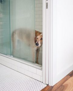 Hunde Mit Bild 240x300 - Hundewelpen Rassen Bilder Kostenlos