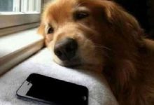 Bild von Hunde Schweiz bilder fürs handy