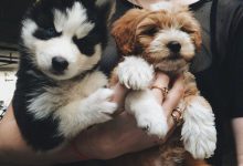 Bild von Hunde Test bilder fürs handy