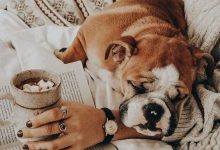 Bild von Hunde Videos bilder fürs handy