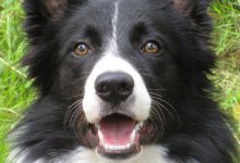 Bild von Hunde Von A Bis Z Mit Bild bilder fürs handy