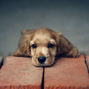 Hunde Weihnachtsbilder 300x300 - Hundewelpen Rassen Bilder Für Whatsapp