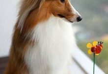 Bild von Hunde Weihnachtsbilder Für Facebook bilder fürs handy
